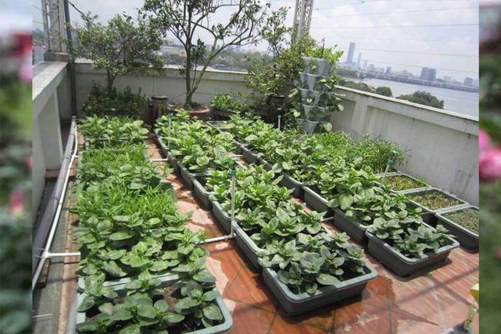 Địa điểm bán đất trồng cây trong bồn tại quận Tân Bình