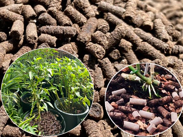 Hướng dẫn cách sử dụng phân trùn quế dạng phân viên nén tốt nhất cho cây trồng 1