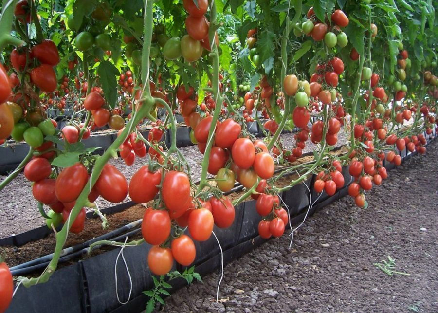Bỏ túi ngay một số lưu ý khi chăm sóc cà chua tại nhà cho năng suất cao 1