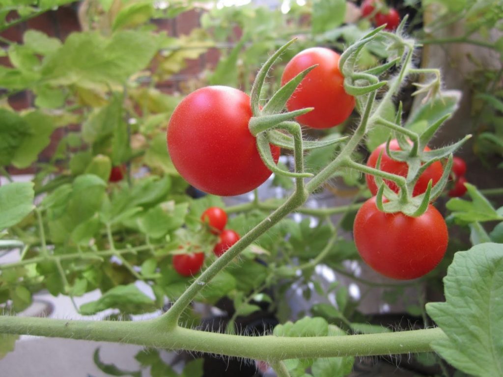 Bỏ túi ngay một số lưu ý khi chăm sóc cà chua tại nhà cho năng suất cao