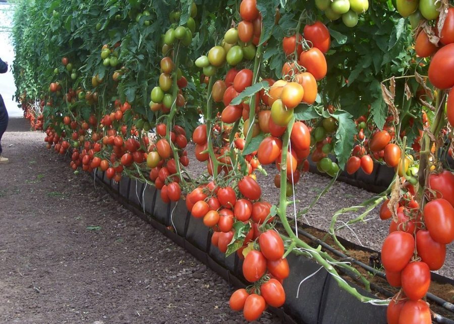 Bỏ túi ngay một số lưu ý khi chăm sóc cà chua tại nhà cho năng suất cao 2