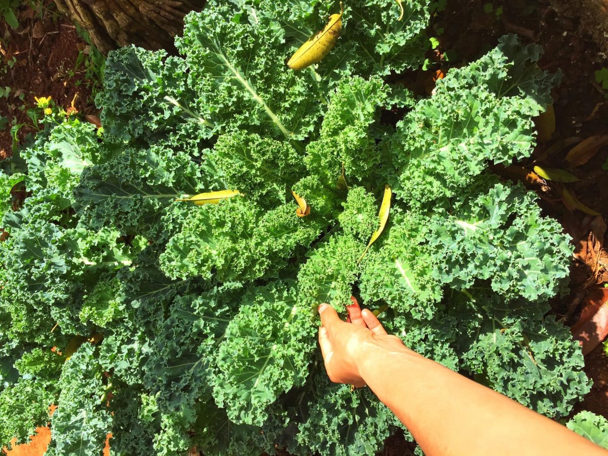 Một số lưu ý khi chăm sóc cải Kale xanh mơn mởn tại nhà 2