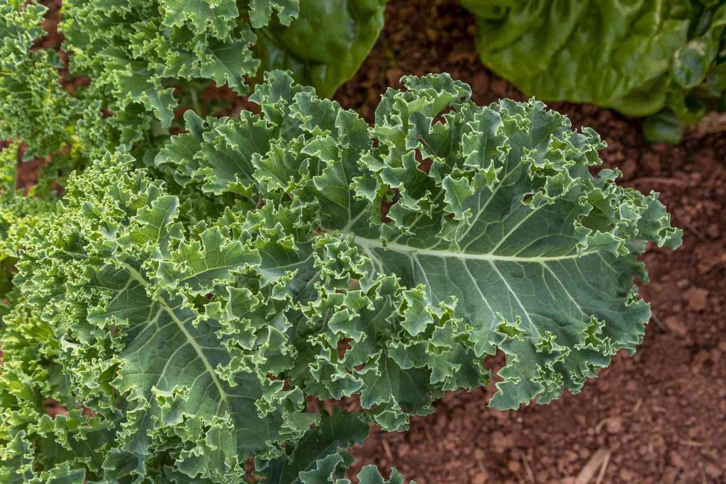 Một số lưu ý khi chăm sóc cải Kale xanh mơn mởn tại nhà