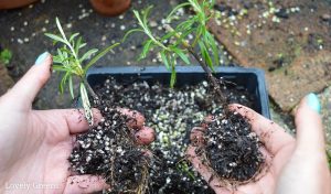 Chọn đất trồng cây hương thảo 5