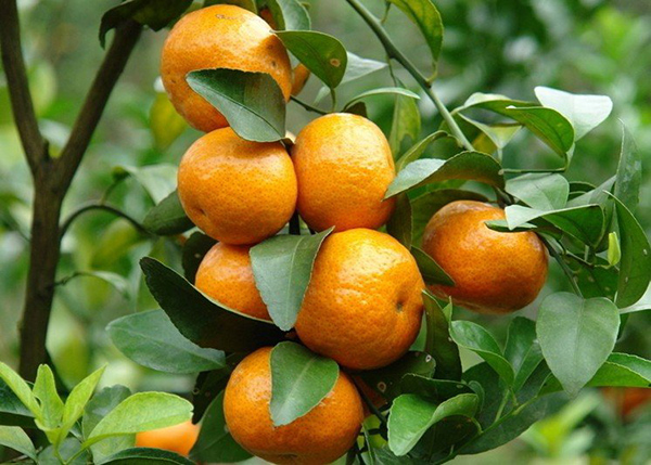 Một số lưu ý khi chăm sóc cây cam xanh tốt, khỏe mạnh sau thu hoạch 1