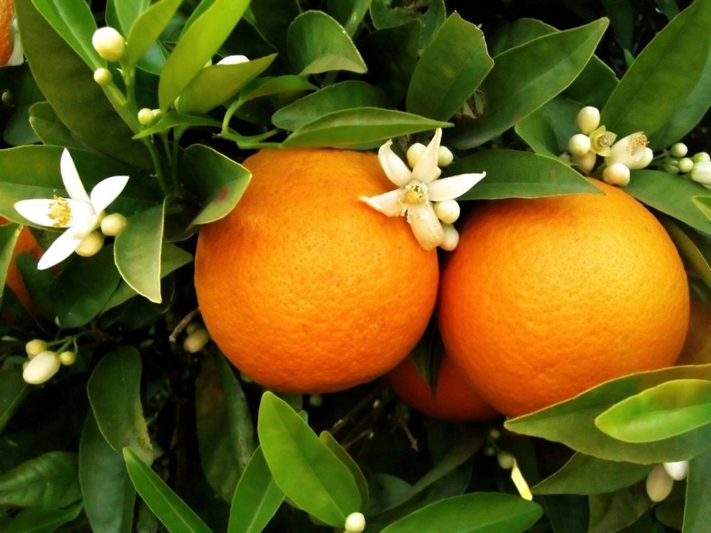 Một số lưu ý khi chăm sóc cây cam xanh tốt, khỏe mạnh sau thu hoạch 3