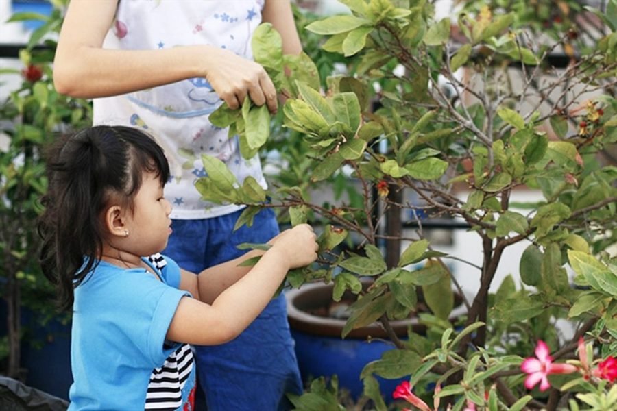 Một số lưu ý khi chăm sóc hoa Mai vàng khoe sắc đón Tết 4