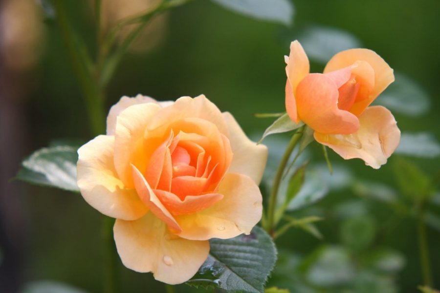 Một số lưu ý khi chăm sóc hoa hồng xinh yêu rực rỡ 1