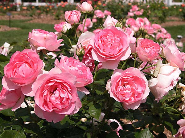 Một số lưu ý khi chăm sóc hoa hồng xinh yêu rực rỡ 3