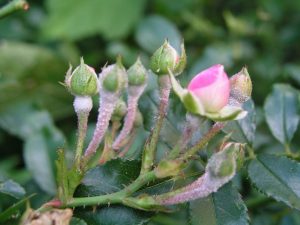 Triệu chứng của bệnh phấn trắng hại hoa hồng