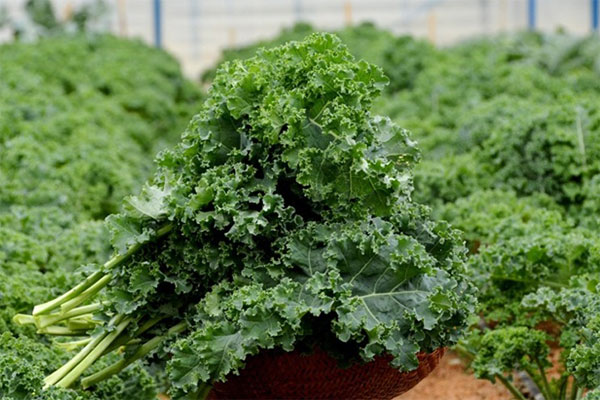 Hướng dẫn bạn kỹ thuật trồng cải Kale chuẩn nhất 1
