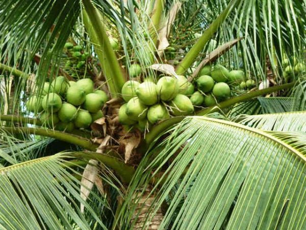 Một số lưu ý khi chăm sóc cây dừa trong 3 năm đầu cho cây sai trĩu quả 1