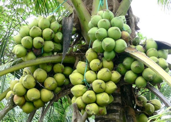 Một số lưu ý khi chăm sóc cây dừa trong 3 năm đầu cho cây sai trĩu quả 2