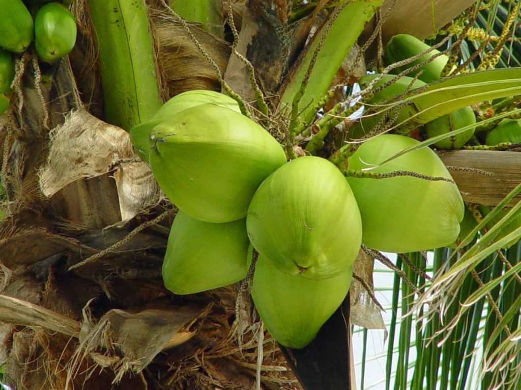 Một số lưu ý khi chăm sóc cây dừa trong 3 năm đầu cho cây sai trĩu quả 3