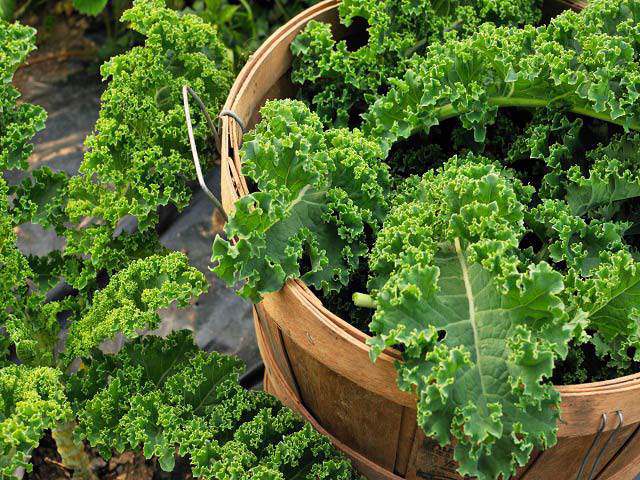 Hướng dẫn bạn kỹ thuật trồng cải Kale chuẩn nhất 2
