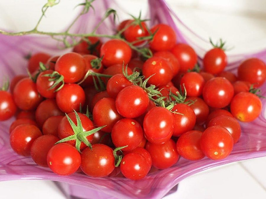 Kỹ thuật trồng cà chua hữu cơ tại nhà cho sai quả thu hoạch quanh năm 1