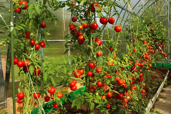 Kỹ thuật trồng cà chua hữu cơ tại nhà cho sai quả thu hoạch quanh năm 2