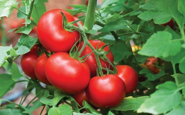Kỹ thuật trồng cà chua hữu cơ tại nhà cho sai quả thu hoạch quanh năm 3