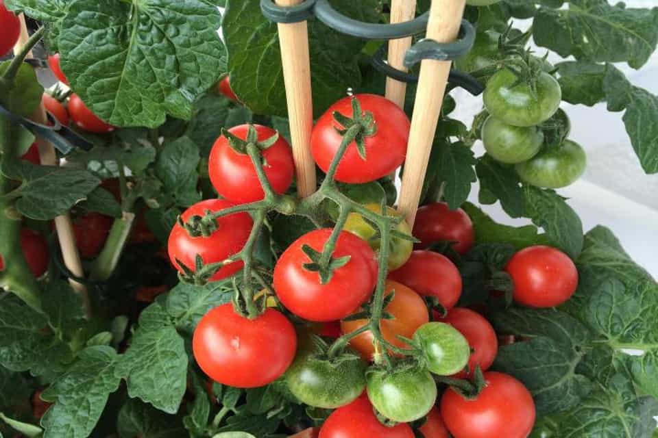 Kỹ thuật trồng cà chua hữu cơ tại nhà cho sai quả thu hoạch quanh năm 4