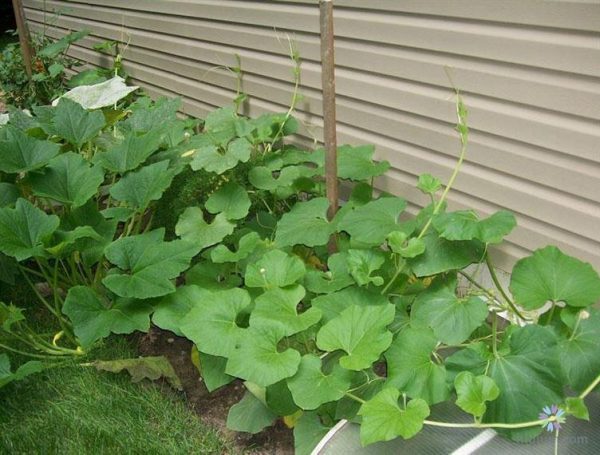 Kỹ thuật trồng mướp ngọt bằng nhiều cách hiệu quả cho nhà vườn 3