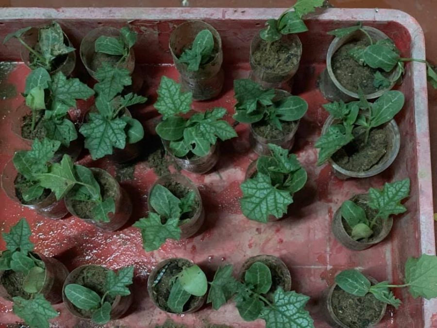 Kỹ thuật trồng mướp ngọt bằng nhiều cách hiệu quả cho nhà vườn 4