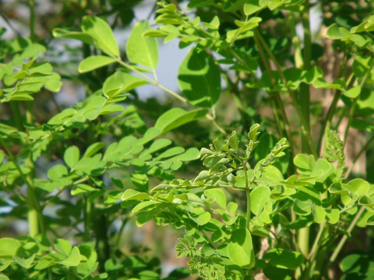 Kỹ thuật trồng cây chùm ngây - Thức rau xanh, dược liệu tốt cho sức khỏe 1