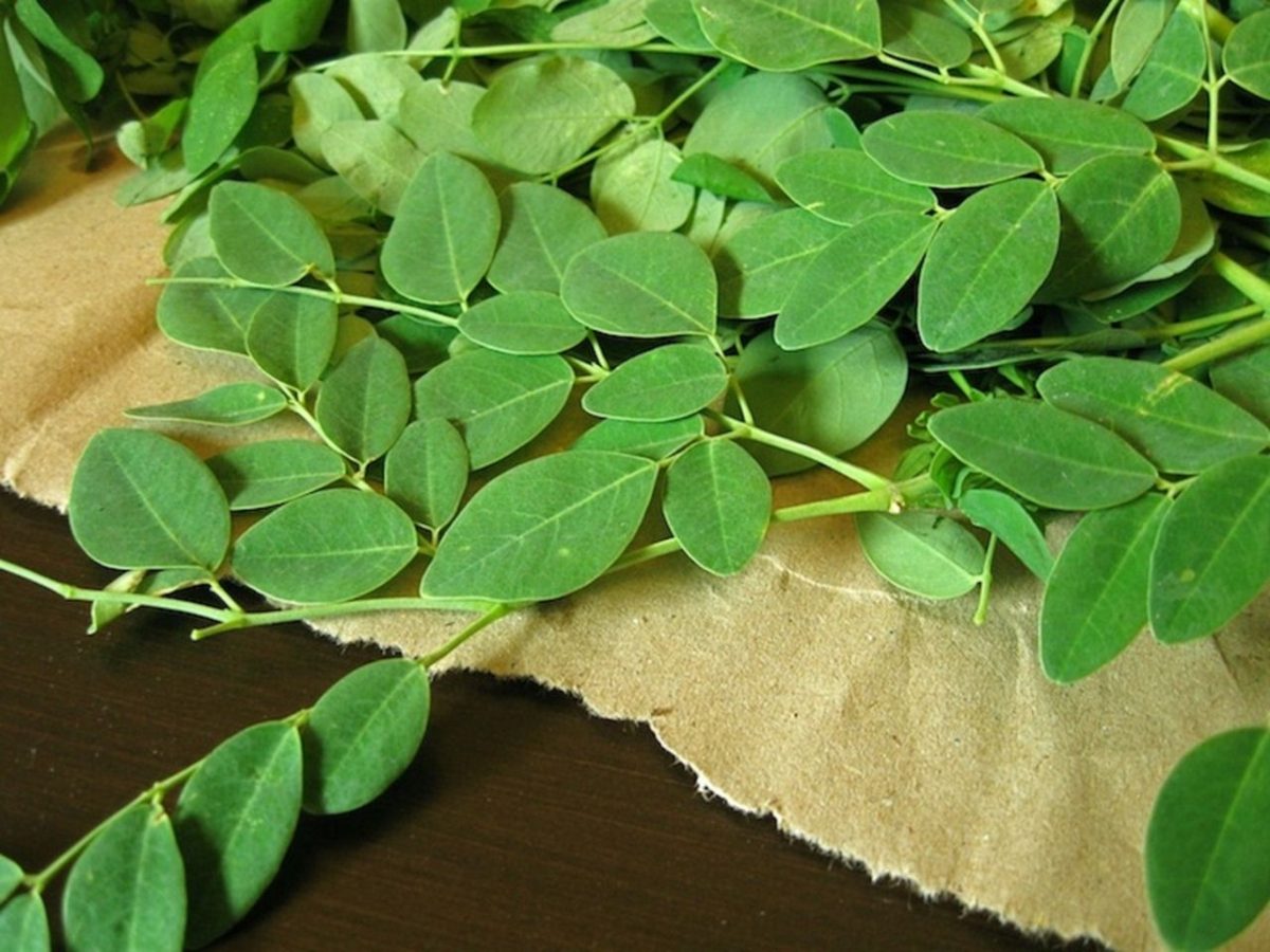 Kỹ thuật trồng cây chùm ngây - Thức rau xanh, dược liệu tốt cho sức khỏe 2