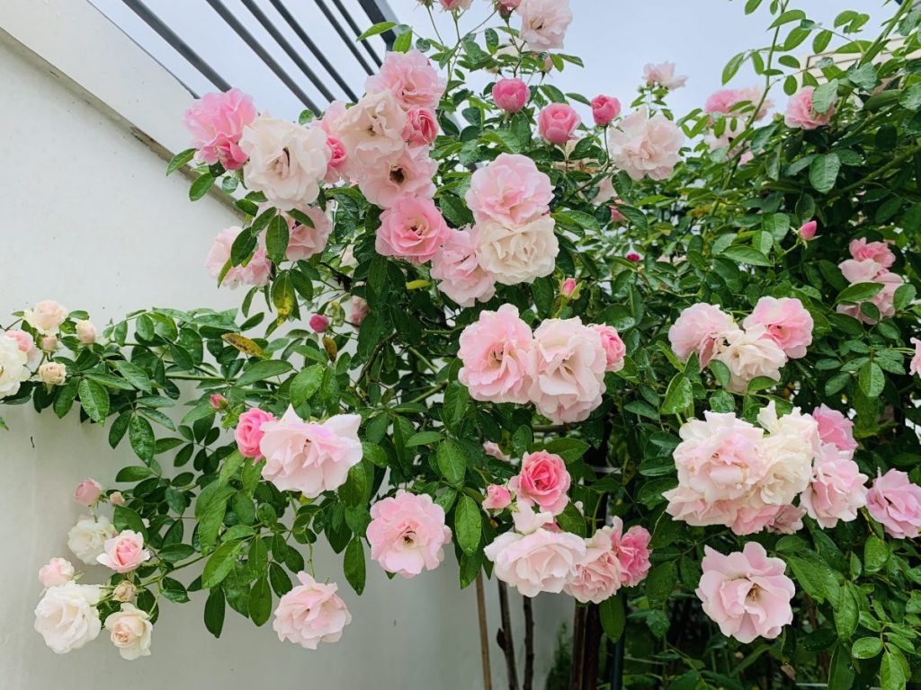 kỹ thuật trồng cây hoa hồng siêu yêu siêu ngọt ngào dành cho bạn 1