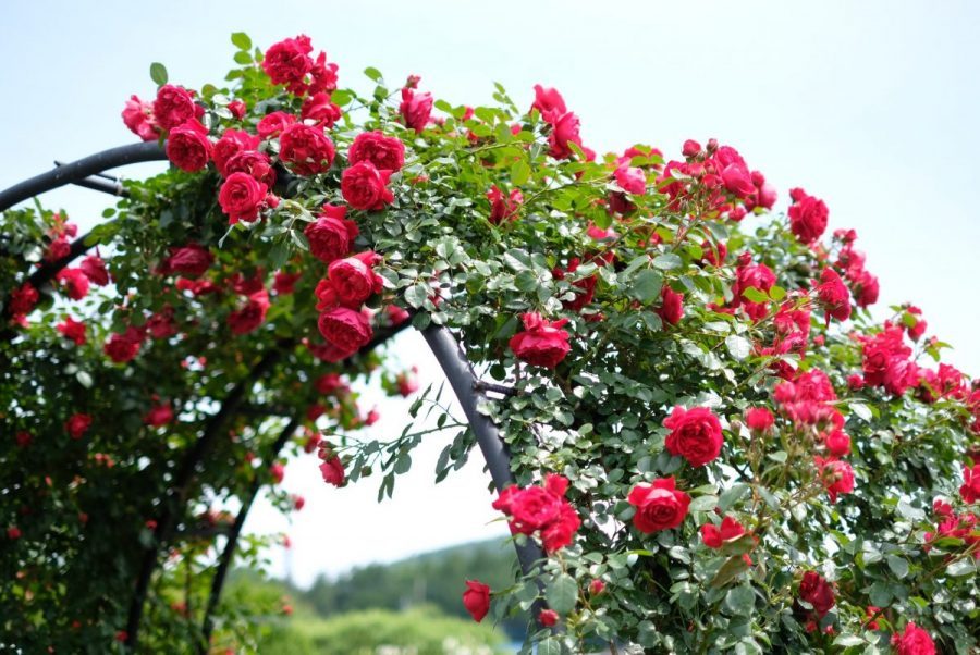 kỹ thuật trồng cây hoa hồng siêu yêu siêu ngọt ngào dành cho bạn 2