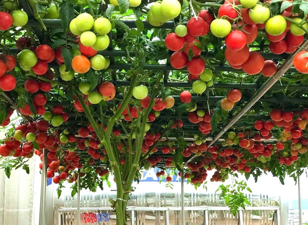 Cách chọn đất trồng cà chua trên ban công sân thượng 1