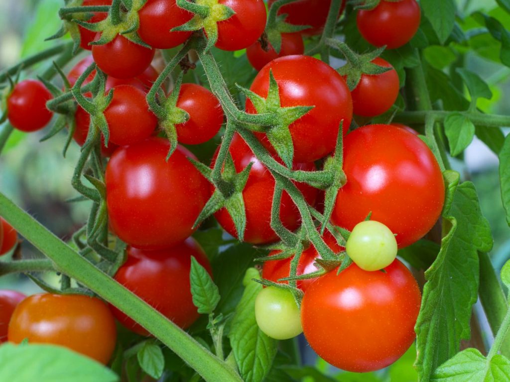 Cách chọn đất trồng cà chua trên ban công sân thượng 3