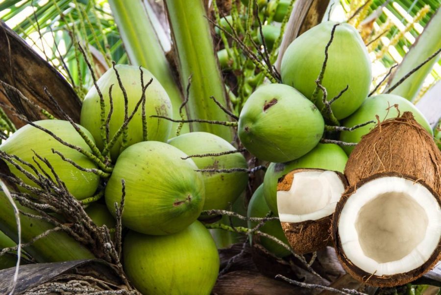 Chia sẻ kỹ thuật trồng cây dừa hiệu quả từ kinh nghiệm thực tế 1