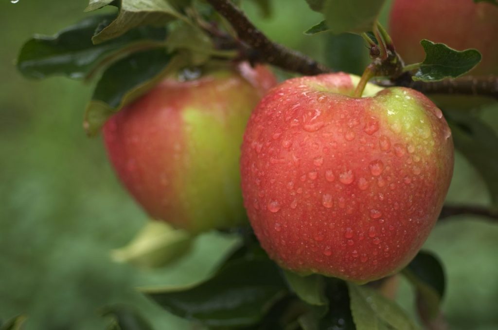 Kinh nghiệm chọn đất trồng táo trên ban công sân thượng tốt nhất 1
