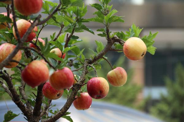 Kinh nghiệm chọn đất trồng táo trên ban công sân thượng tốt nhất 2