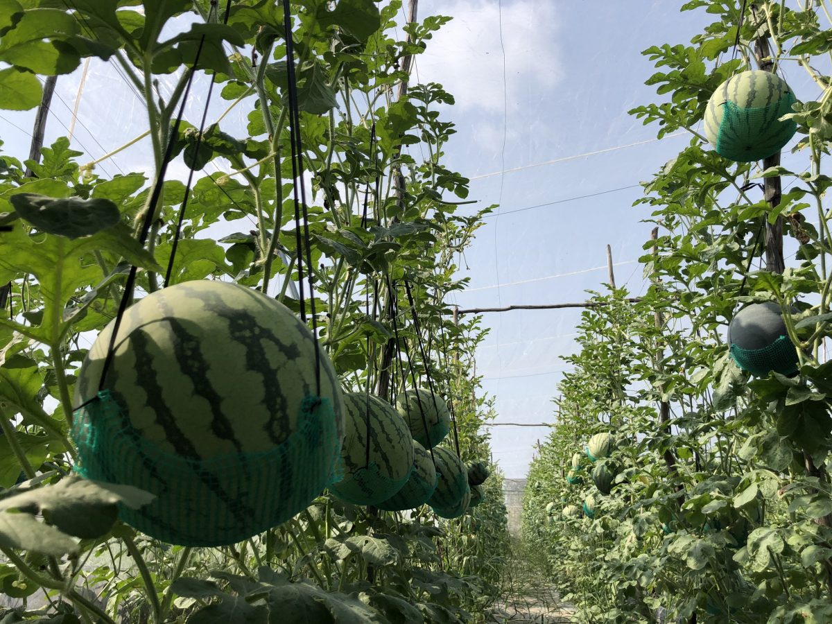 Kỹ thuật trồng cây dưa hấu bằng hạt chuẩn nhất cho nhà vườn 1