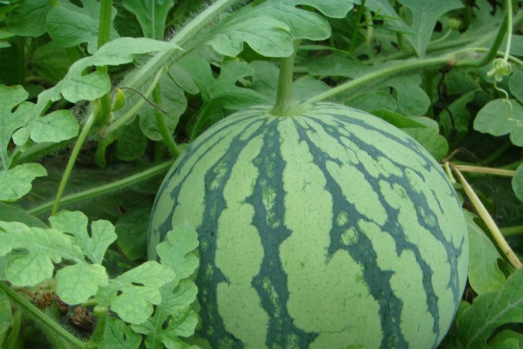 Kỹ thuật trồng cây dưa hấu bằng hạt chuẩn nhất cho nhà vườn 3