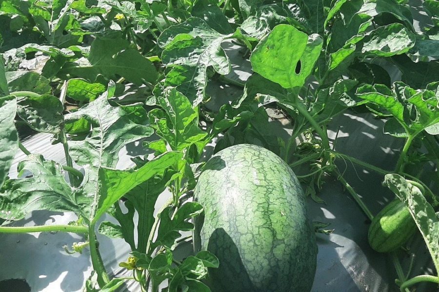 Kỹ thuật trồng cây dưa hấu bằng hạt chuẩn nhất cho nhà vườn2