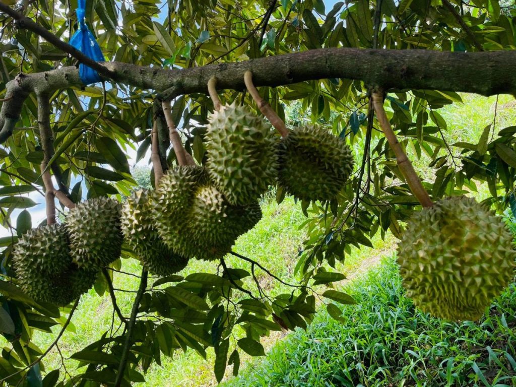 Kỹ thuật trồng cây sầu riêng đầy đủ và chi tiết nhất cho hội nhà vườn 1