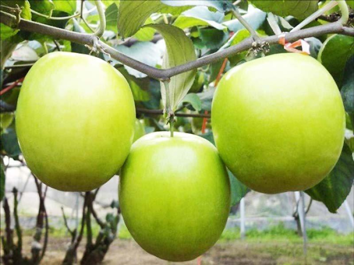 Kỹ thuật trồng cây táo đại chuẩn nhất cho cây mọc sai quả, to và ngon 1