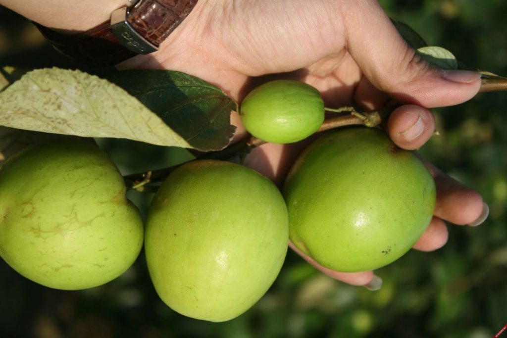 Kỹ thuật trồng cây táo đại chuẩn nhất cho cây mọc sai quả, to và ngon 2