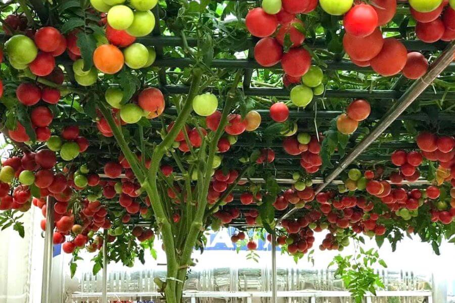 cách trồng cà chua bạch tuộc