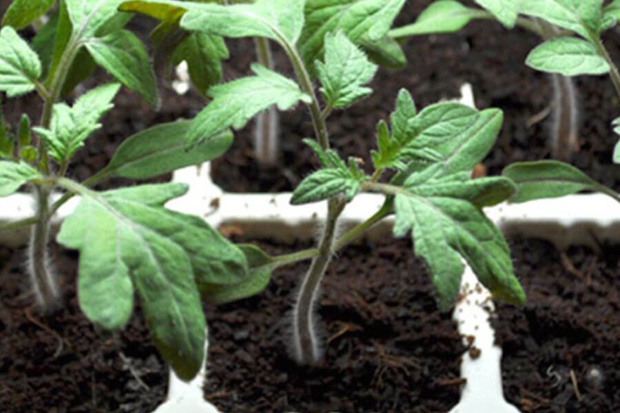 trồng cà chua bạch tuộc vào chậu
