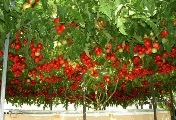Hạt giống cà chua bạch tuộc mang lại nhiều ưu điểm nổi trội