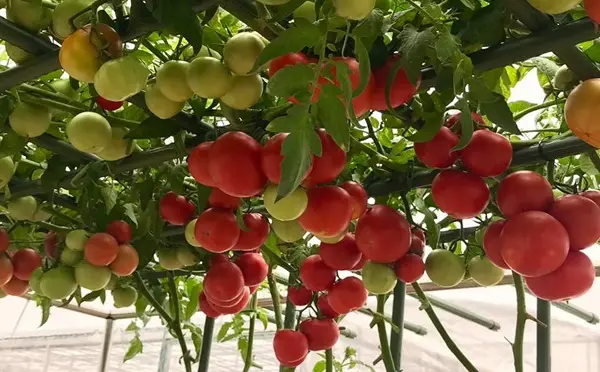Hạt giống cà chua bạch tuộc  -  sản phẩm bán chạy tại Giathe.vn