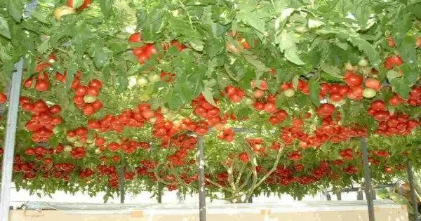 Tuổi thọ cây cà chua bạch tuộc được nâng cao nhờ kỹ thuật chăm sóc