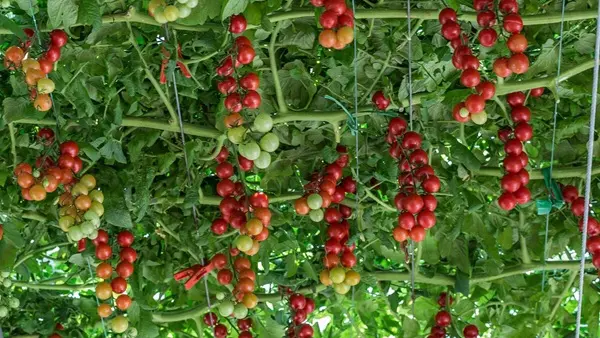 Tuổi thọ cây cà chua bạch tuộc phụ thuộc vào môi trường trồng trọt